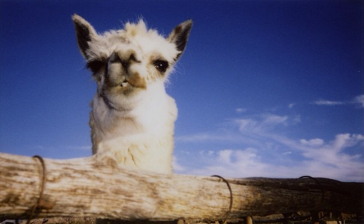 Dünyayı bir de beş yaşındaki çocuğun gözünden görün 8