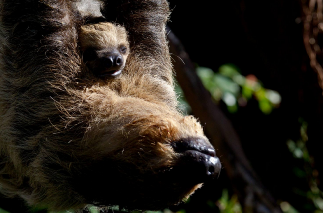 Dünyanın en tembel hayvanı 3