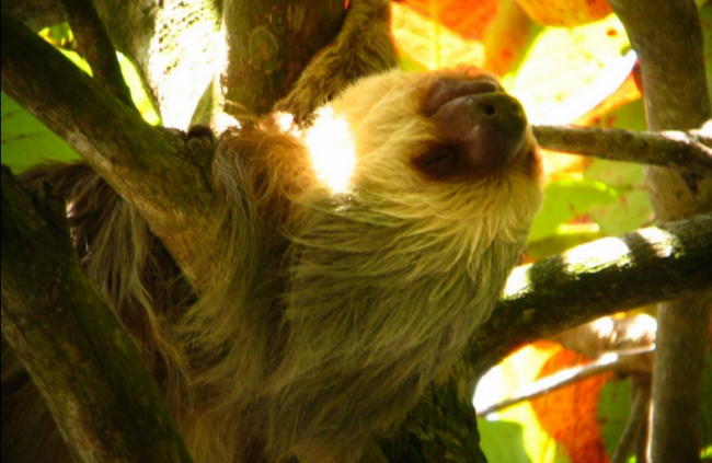 Dünyanın en tembel hayvanı 4