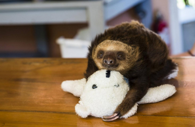 Dünyanın en tembel hayvanı 8