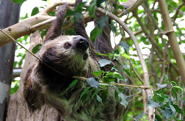 Dünyanın en tembel hayvanı 9