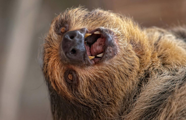 Dünyanın en tembel hayvanı 10