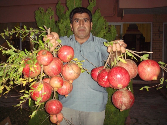 Narın mucizevi faydaları 16