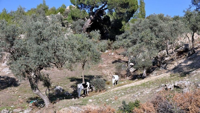 Bugün Türkiye'de neler oldu? 07.11.2015 7