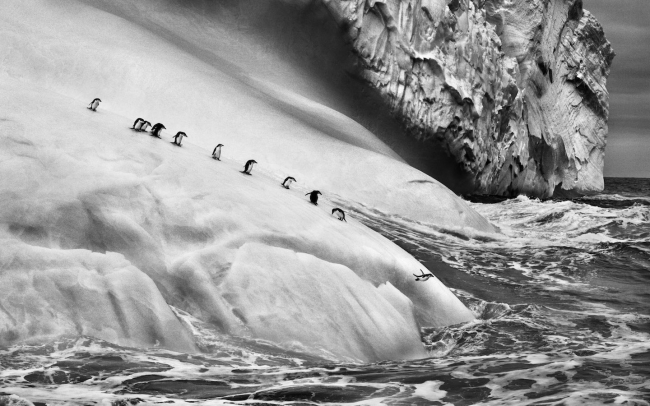 Belgesel fotoğrafın duayeninden doğal yaşamın siyah beyaz öyküsü 5