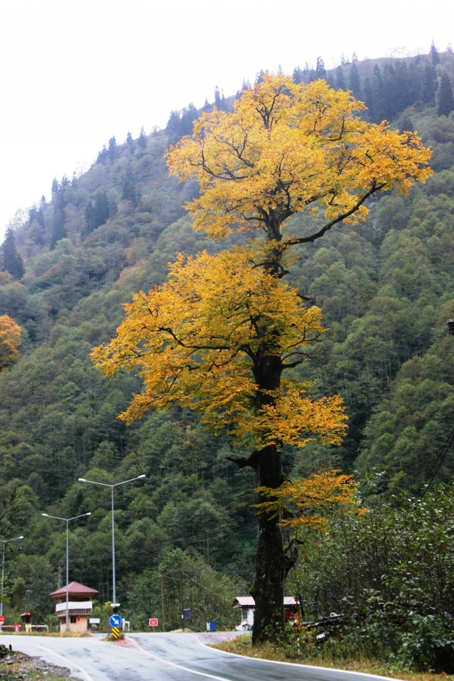 Sonbaharda Türkiye bambaşkadır! 8