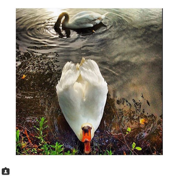 Instagram'da ünlüler: Mehmetçikle fotoğraf! 14