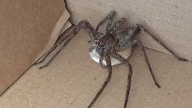 Dünyanın 'en büyük' 15 hayvanı 10