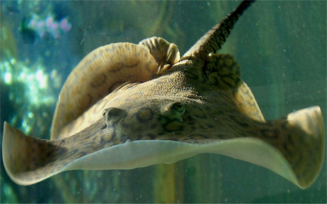 Dünyanın 'en büyük' 15 hayvanı 7