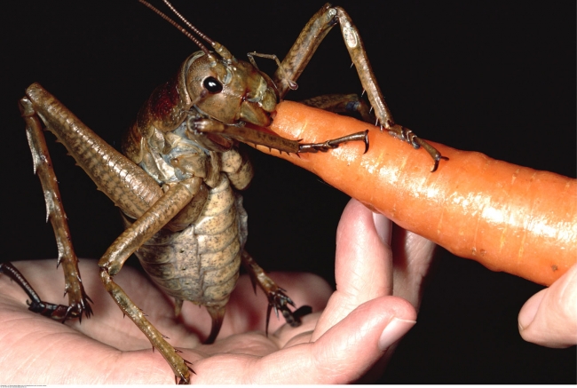 Dünyanın 'en büyük' 15 hayvanı 4