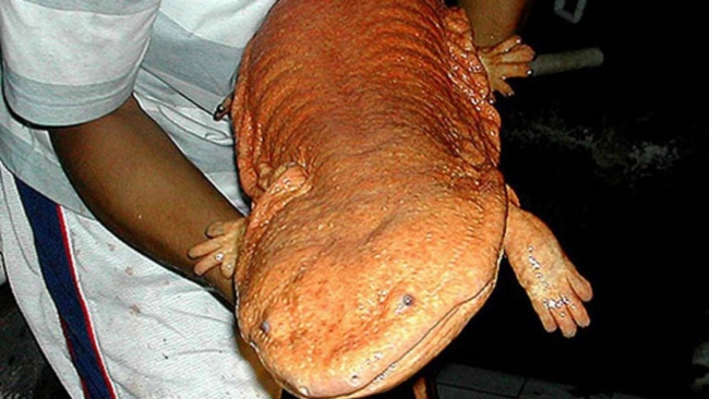 Dünyanın 'en büyük' 15 hayvanı 3