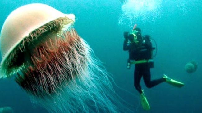 Dünyanın 'en büyük' 15 hayvanı 11