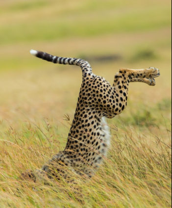 Yılın en komik hayvan fotoğrafları! 3