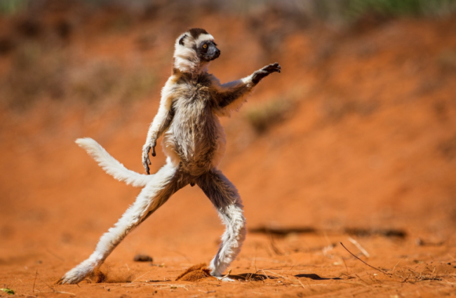 Yılın en komik hayvan fotoğrafları! 4