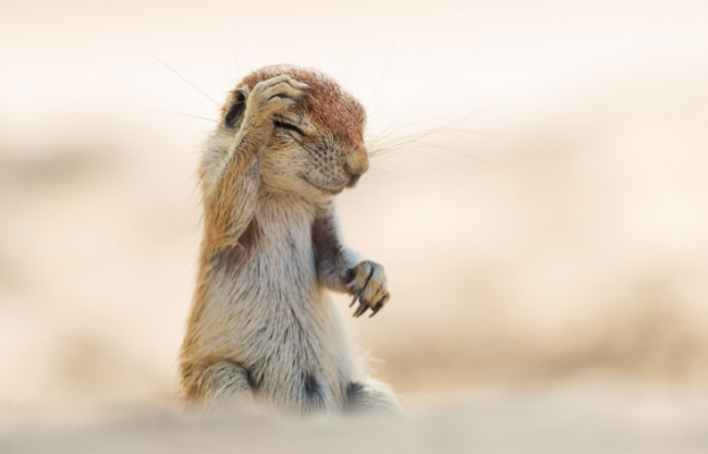 Yılın en komik hayvan fotoğrafları! 5