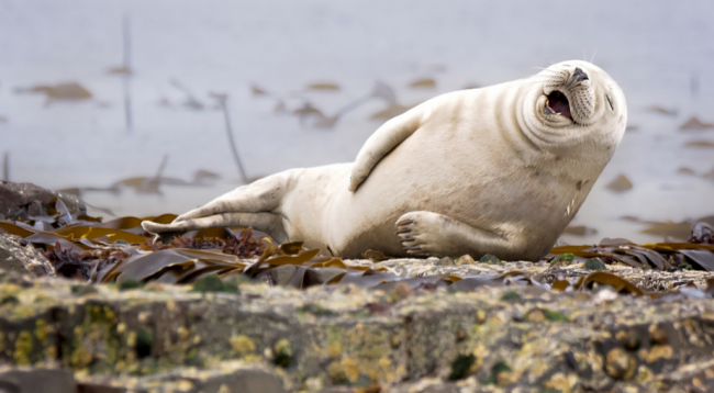 Yılın en komik hayvan fotoğrafları! 6