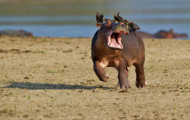 Yılın en komik hayvan fotoğrafları! 7