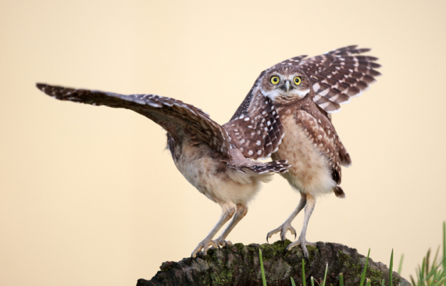 Yılın en komik hayvan fotoğrafları! 8