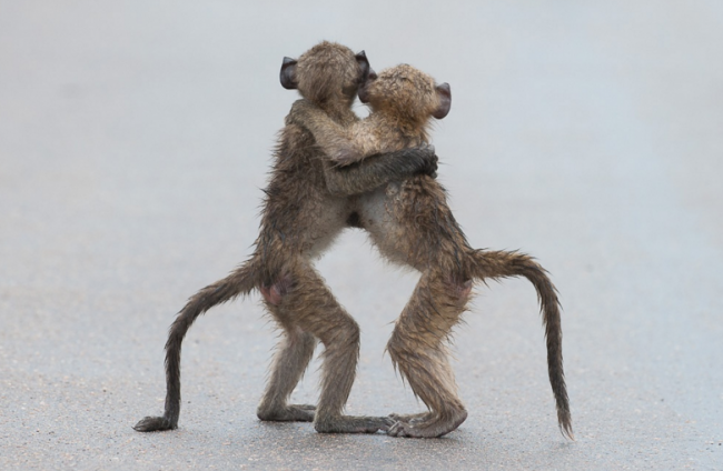 Yılın en komik hayvan fotoğrafları! 9