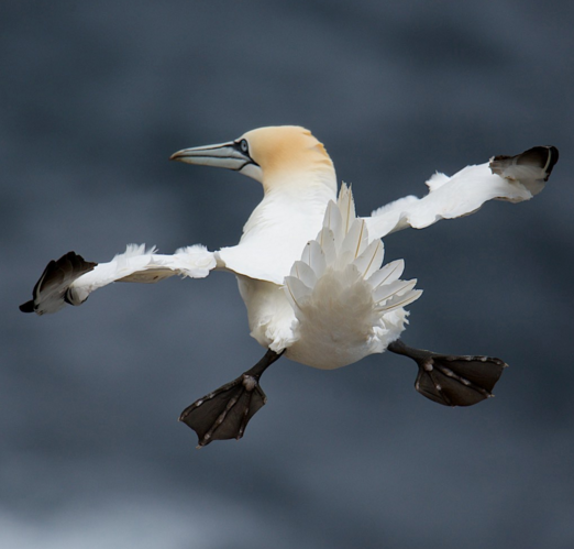 Yılın en komik hayvan fotoğrafları! 10