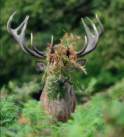 Yılın en komik hayvan fotoğrafları! 12