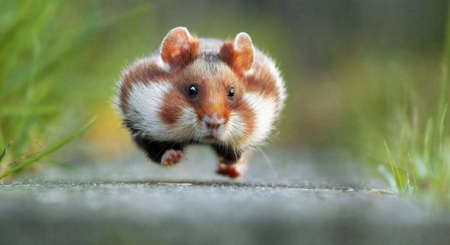 Yılın en komik hayvan fotoğrafları! 13