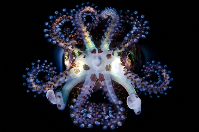 Dünyaya hayran bırakacak ödüllü fotoğraflar 5