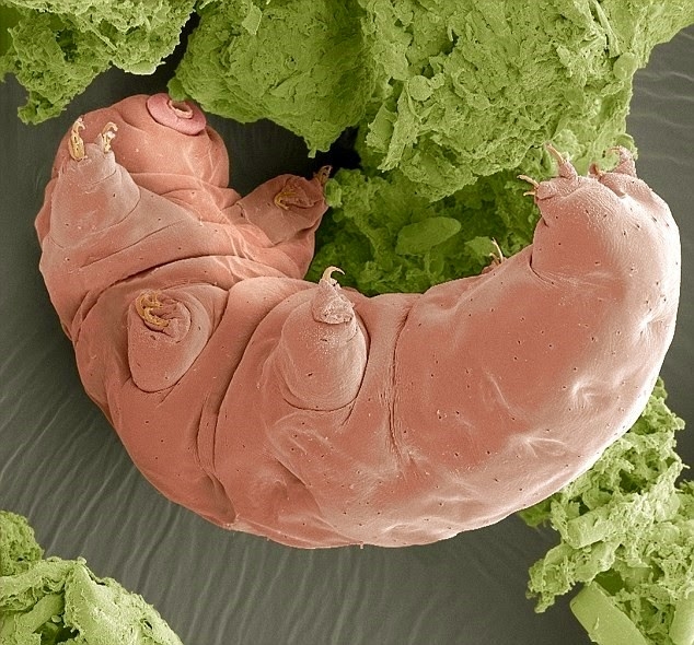 Su ayısı: Uzayda yaşayabilen tek canlı 4