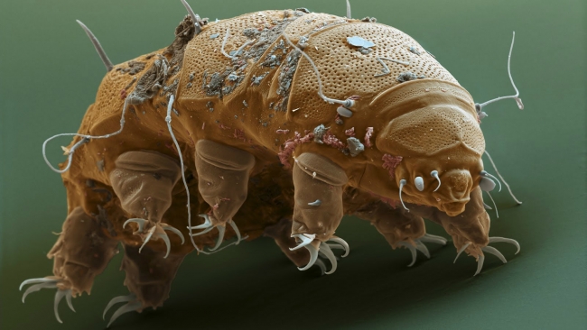 Su ayısı: Uzayda yaşayabilen tek canlı 8