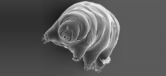 Su ayısı: Uzayda yaşayabilen tek canlı 10