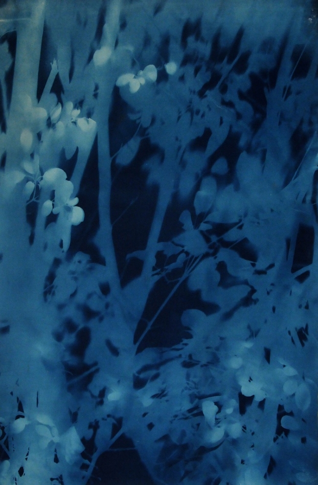 Fotogram: Makinesiz çekilen fotoğraflar 6