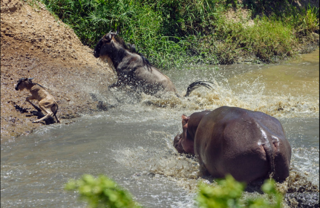 Su aygırlarını otoburlardan bilirdik 1
