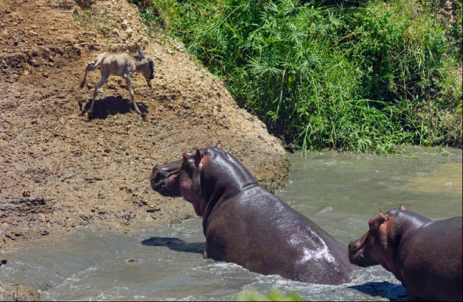 Su aygırlarını otoburlardan bilirdik 2