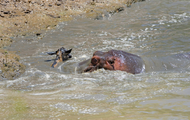 Su aygırlarını otoburlardan bilirdik 3