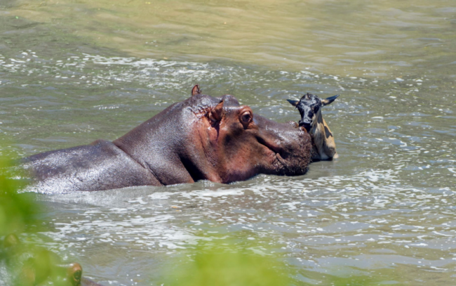 Su aygırlarını otoburlardan bilirdik 4