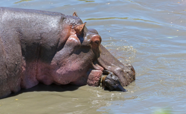 Su aygırlarını otoburlardan bilirdik 5