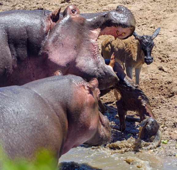 Su aygırlarını otoburlardan bilirdik 6