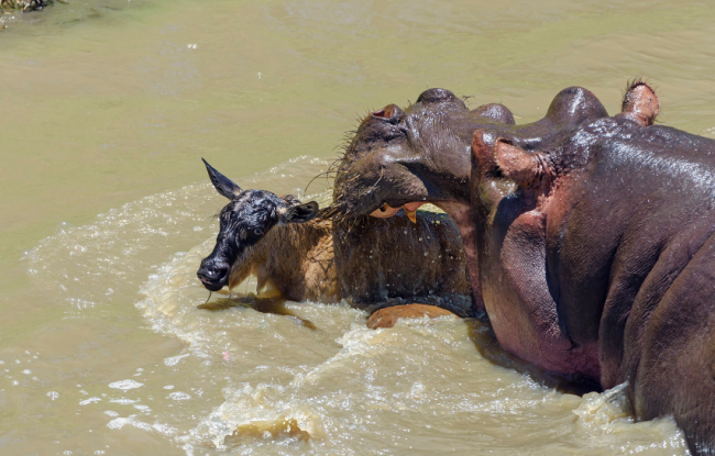 Su aygırlarını otoburlardan bilirdik 7