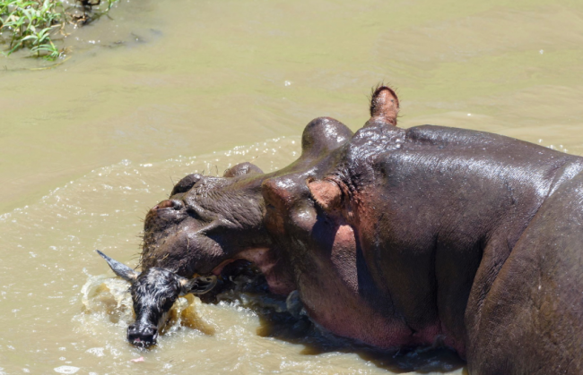 Su aygırlarını otoburlardan bilirdik 8
