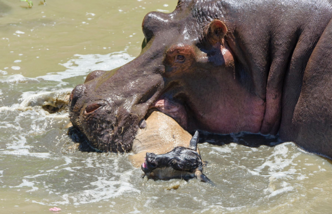 Su aygırlarını otoburlardan bilirdik 9