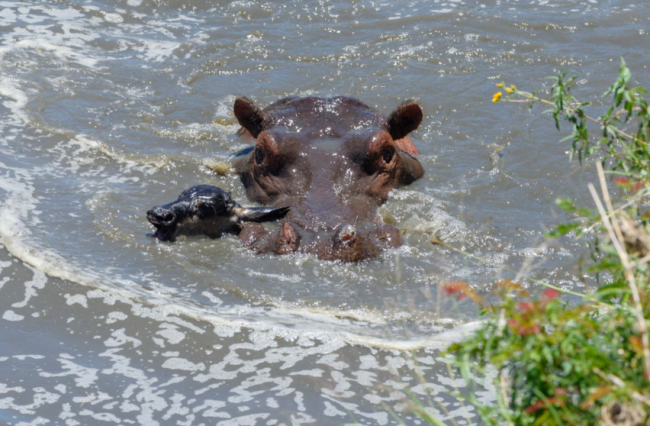 Su aygırlarını otoburlardan bilirdik 10