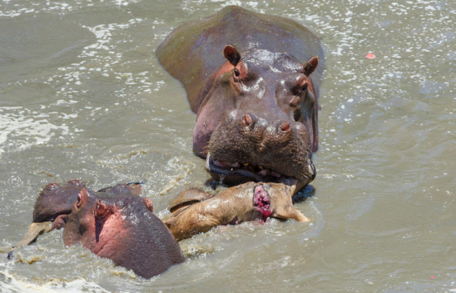 Su aygırlarını otoburlardan bilirdik 11