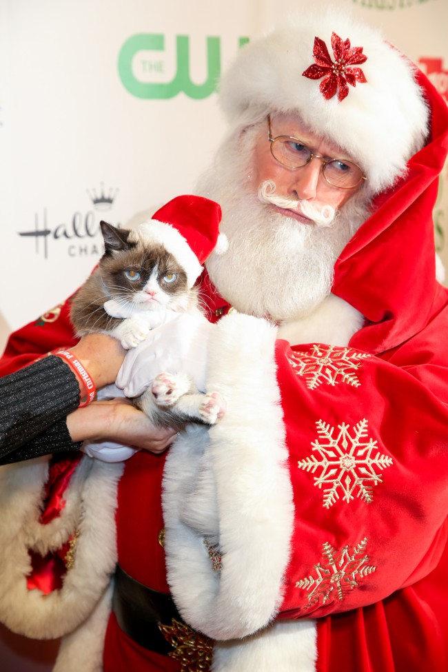 Grumpy Cat'in artık bir ikizi var 4