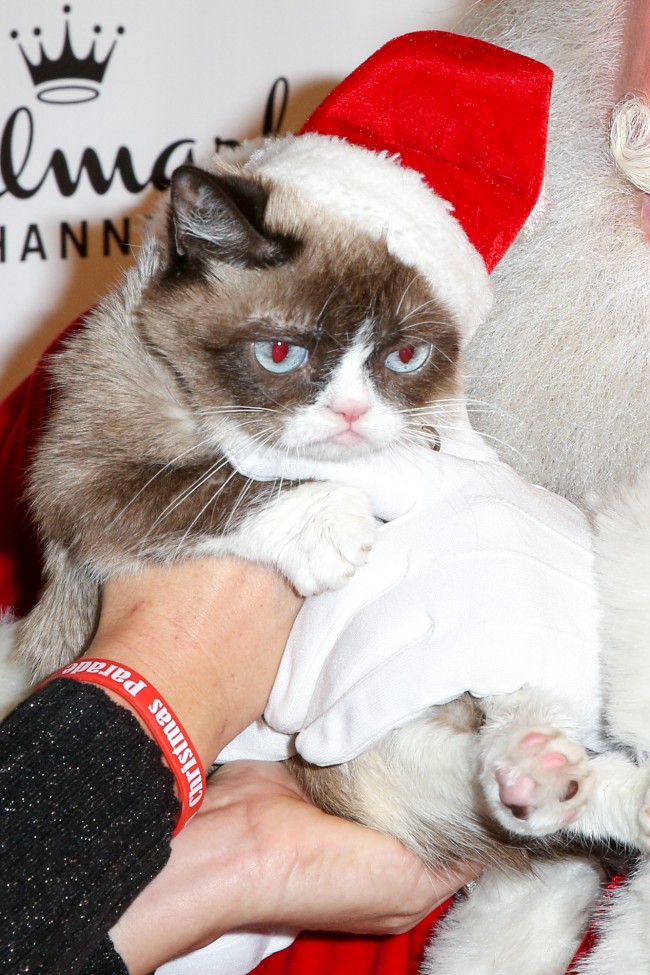 Grumpy Cat'in artık bir ikizi var 6
