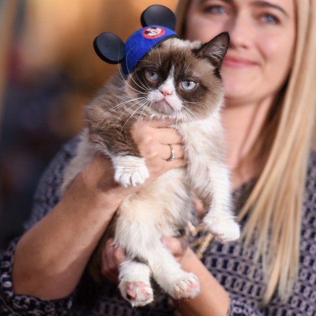 Grumpy Cat'in artık bir ikizi var 7