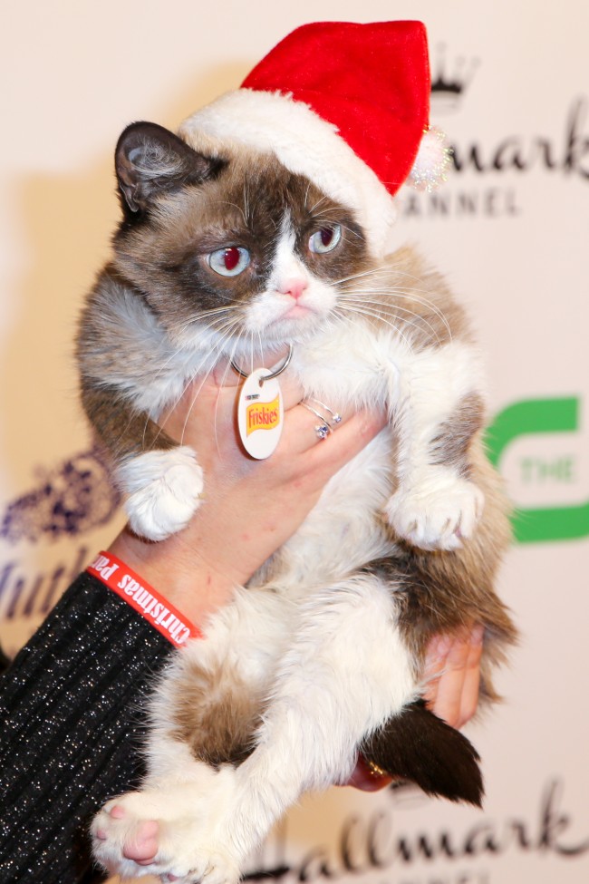Grumpy Cat'in artık bir ikizi var 8