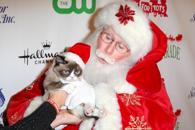 Grumpy Cat'in artık bir ikizi var 11