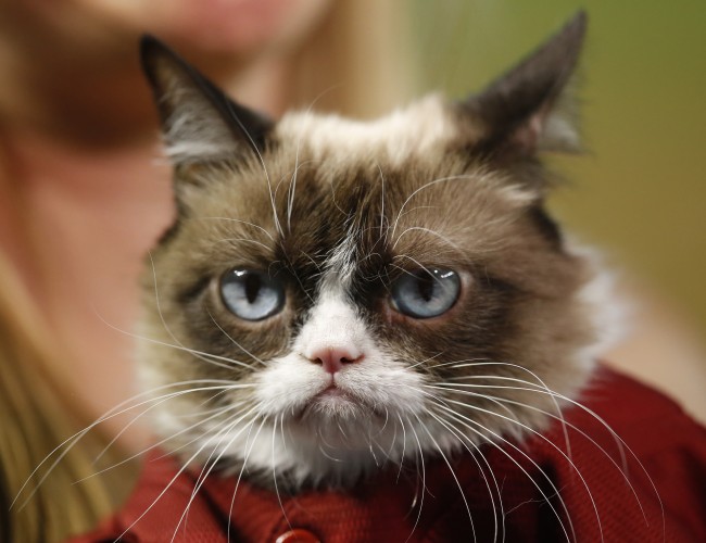 Grumpy Cat'in artık bir ikizi var 12