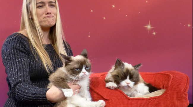 Grumpy Cat'in artık bir ikizi var 1