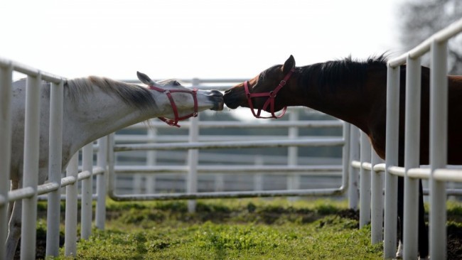 AA'nın gözünden dünya 2015 28